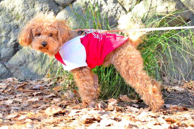 トイプードルは気持ち悪い ６つの理由