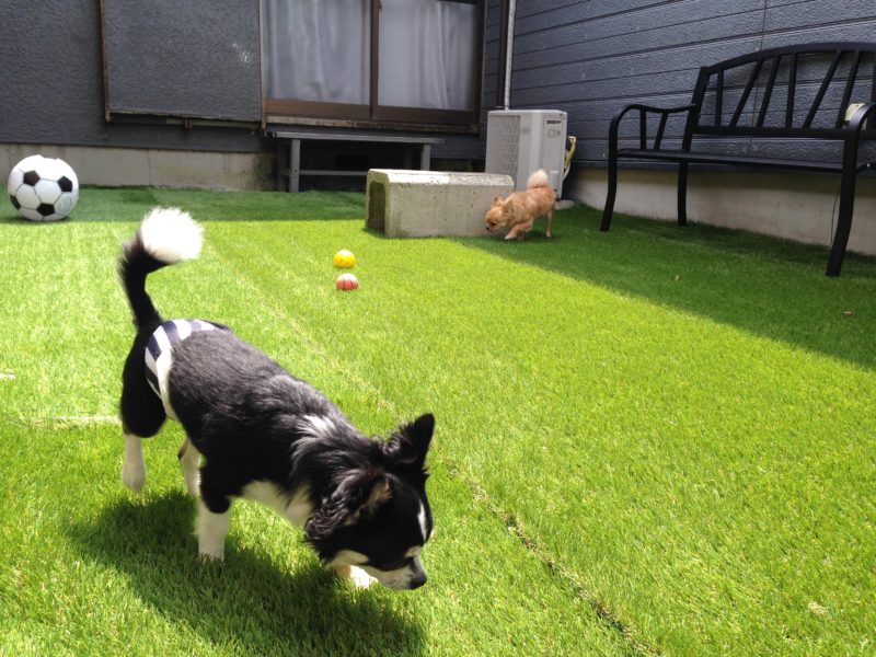 ドッグランフェンスのおすすめ４選 自宅の庭に犬が脱走しない柵を作る